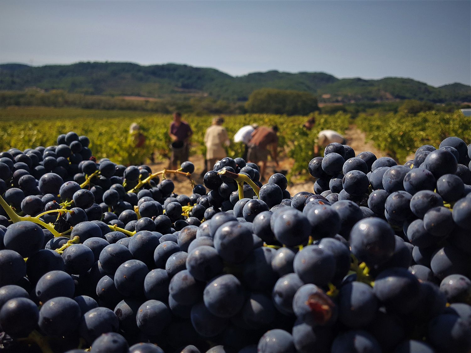 Vignobles Viranel : vins de Saint-Chinian, Languedoc